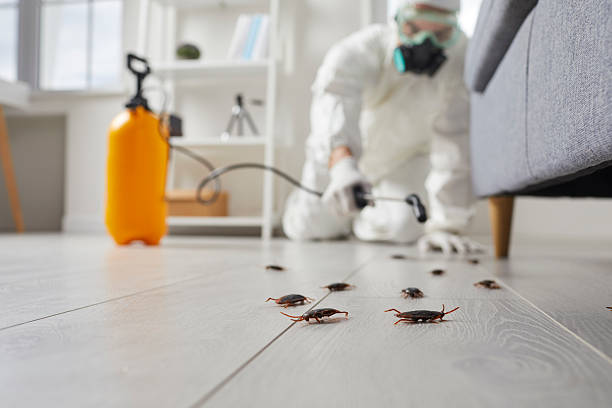 Commercial Rodent Management in Empire